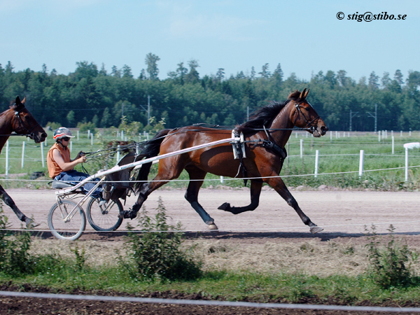 Dedes Gloria - Toni Muhonen