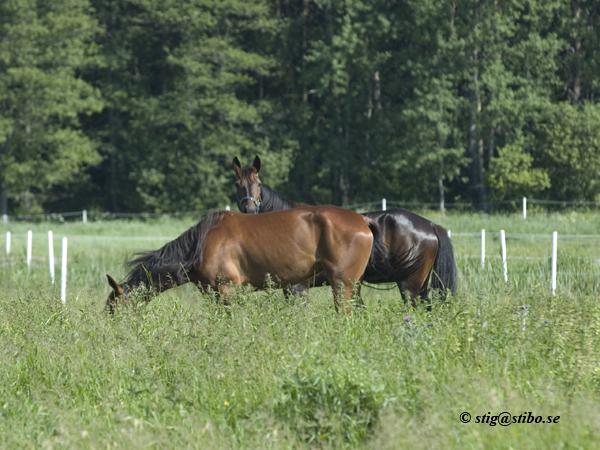 Mycket mat dygnet runt