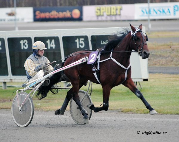 DSC_2944 Fine Gold - Petteri